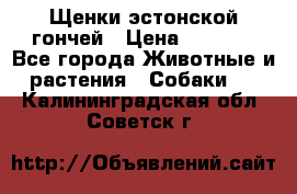 Щенки эстонской гончей › Цена ­ 7 000 - Все города Животные и растения » Собаки   . Калининградская обл.,Советск г.